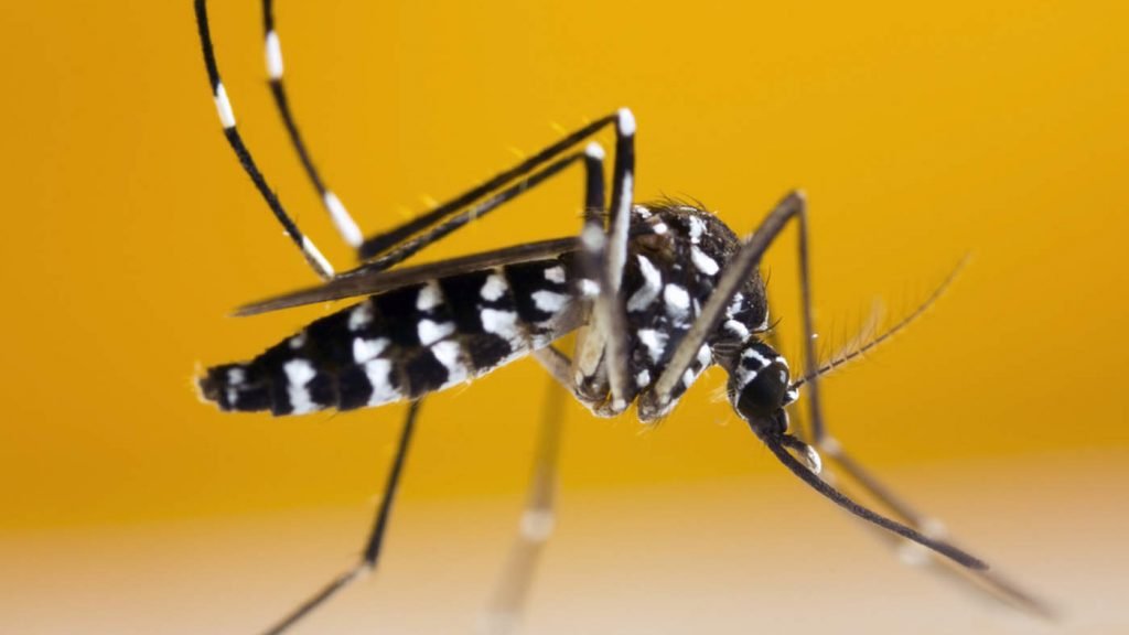 Por que o mosquito da dengue se chama Aedes aegypti?