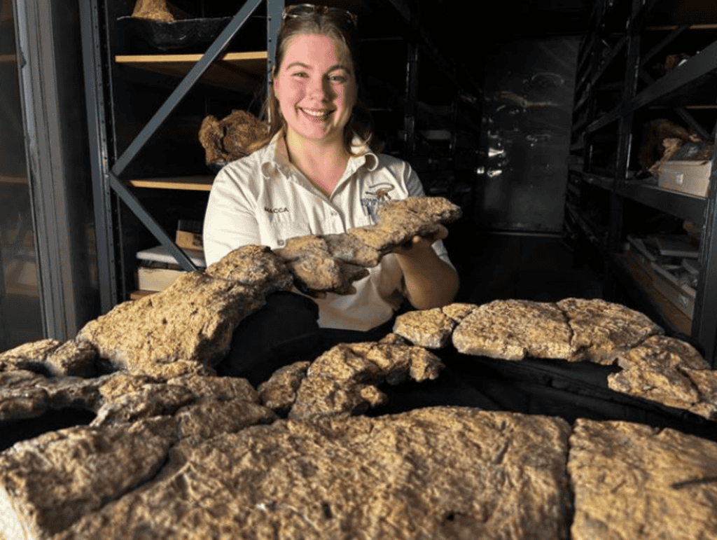 Intestino fossilizado corrobora teoria sobre dinossauros saurópodes