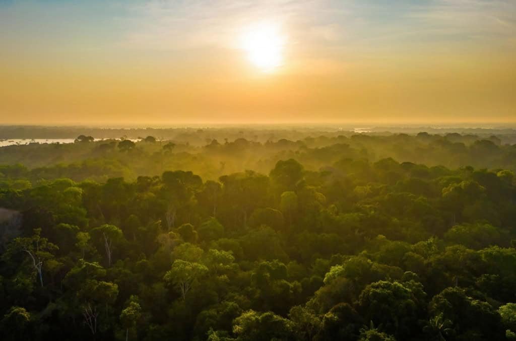 Árvores da Amazônia revelam cenário preocupante no bioma