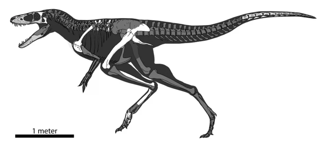 Dinossauro recém-descoberto muda tudo o que se sabe sobre a evolução do tiranossauro